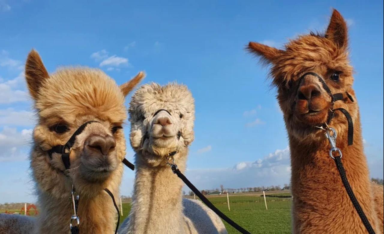 Vakantieboerderij Huize Nuis Noordbeemster Esterno foto