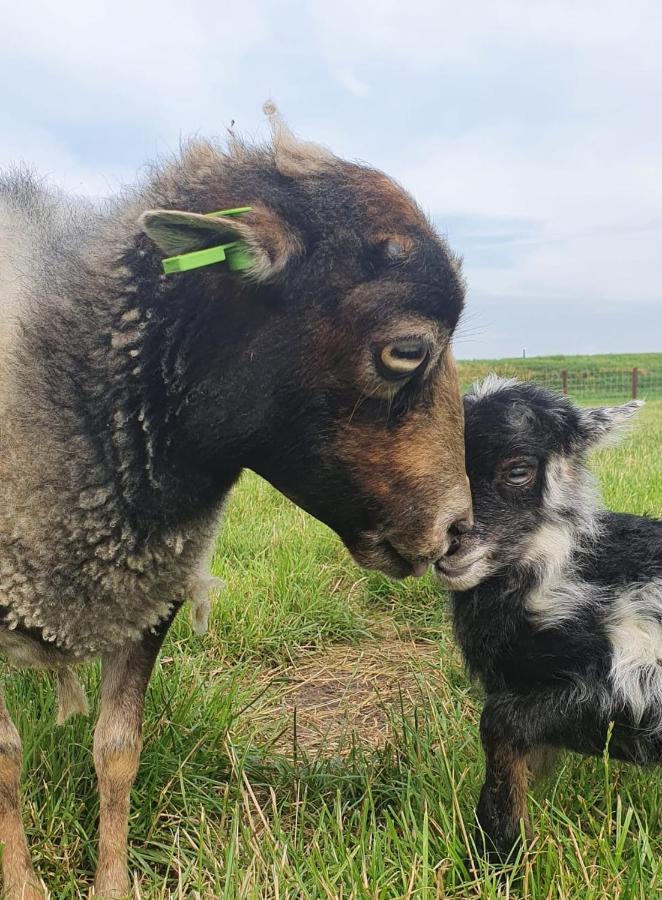 Vakantieboerderij Huize Nuis Noordbeemster Esterno foto